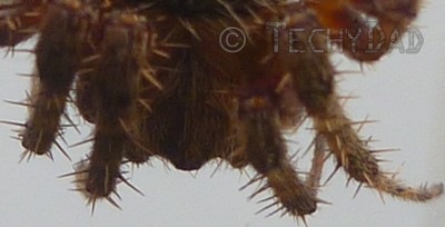 HairySpider