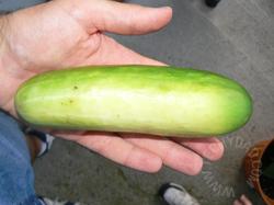 The Surprise Cucumber!