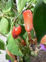 This is what happened to a few of my green jalapenos that I left on the plant. Not sure if they're still good to eat.