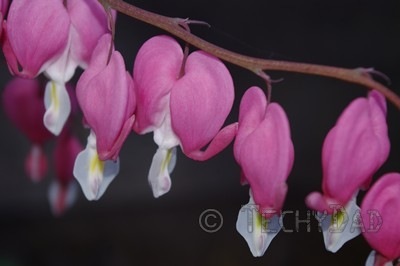 heart-flowers-close-up