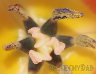 peach-flower-close-up