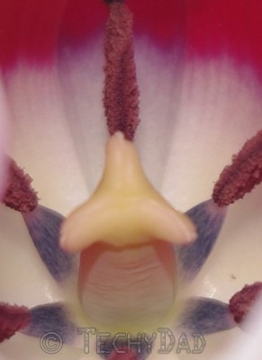 pink-flower-close-up