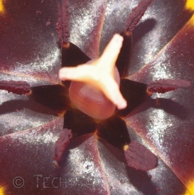 red-flower-close-up