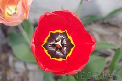 red-flower