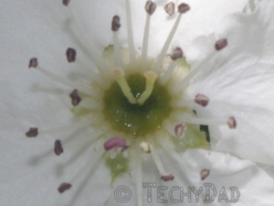 white-flowers-close-up