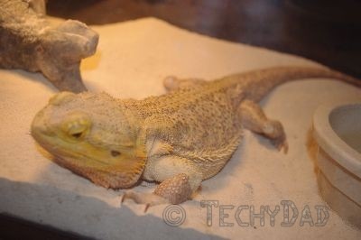 bearded-dragon bearded-dragon