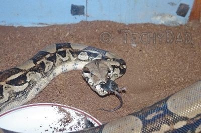 boa boa