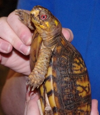 boxturtle2 boxturtle2