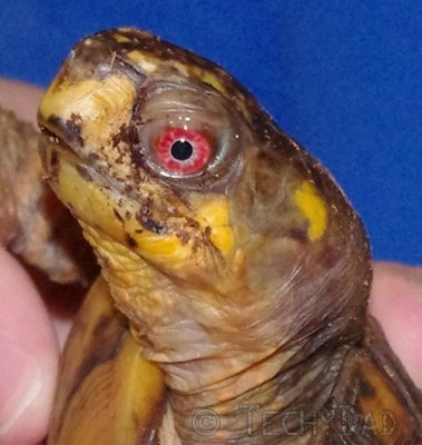 boxturtle3 boxturtle3