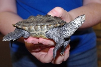 diamondback-terrapin