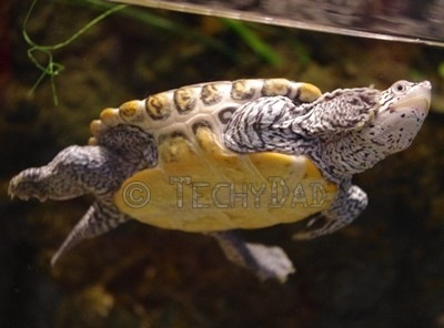 diamondback-terrapin2