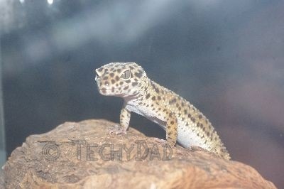 leapard-gecko