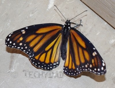 Monarch