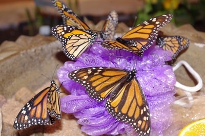 Monarchs