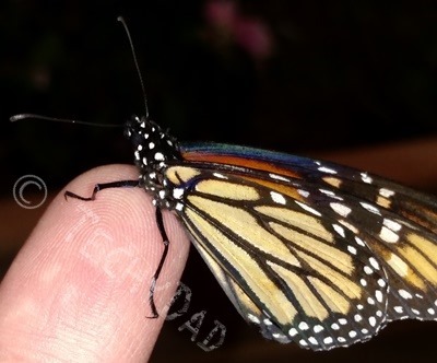 butterfly_on_finger