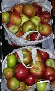 apples