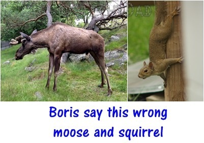 moose_and_squirrel