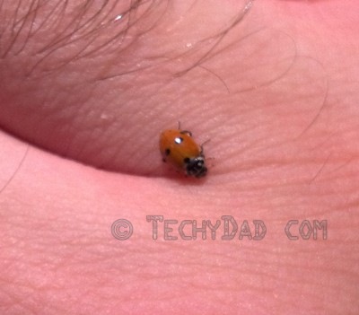 ladybug1