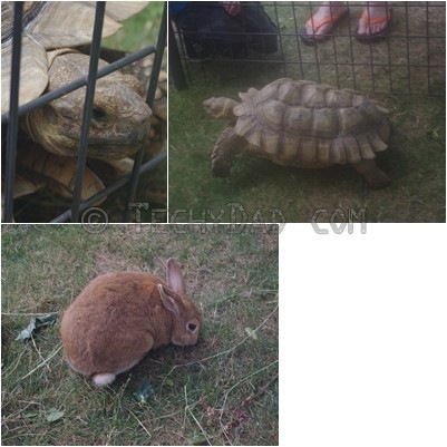 bunny_turtle