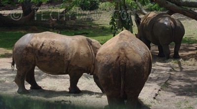 rhino rhino
