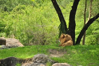 trek-lion trek-lion