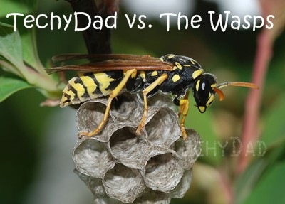 Wasps